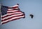 A Bald Eagle flies past the United States flag