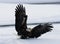 Bald eagle flies up from the ground. Snow. Winter. USA. Alaska. Chilkat River.