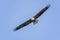 Bald Eagle in Flight