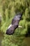 Bald eagle in flight