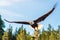 Bald Eagle in flight