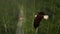 Bald Eagle in flight above a red truck on a forest road