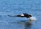 Bald Eagle in Flight , Alaska