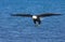 Bald Eagle in Flight , Alaska