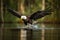 Bald eagle in flight catching fish in the river