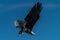 Bald eagle in flight eagles flying