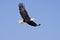 Bald Eagle in flight isolated on blue sky