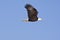 Bald Eagle in flight isolated on blue sky