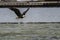 Bald Eagle in Flight, La Push, WA