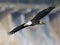 Bald Eagle in Flight Wings Spread