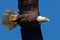 Bald Eagle in flight wings Spread