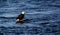 Bald eagle on floating log