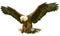 Bald eagle fly landing vector.