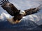 Bald Eagle flying