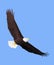 Bald eagle flying