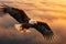 Bald Eagle Flying Above the Clouds at Sunset