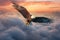 Bald Eagle Flying Above the Clouds at Sunset