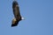 Bald Eagle Flying in a Blue Sky Carrying a Half Eaten Squirrel