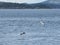 Bald Eagle flying with freshly caught fish in claws