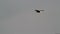 Bald eagle flying through gray sky