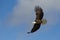 Bald Eagle flying, Homer Alaska