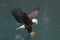 Bald Eagle flying, Homer Alaska