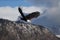 Bald Eagle flying, Homer Alaska