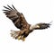 Bald Eagle Flying Isolated On White Background Stock Photo
