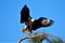 Bald Eagle flying and landing near branch