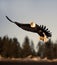 Bald Eagle flying near Homer Alaska