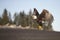 Bald Eagle flying near Homer Alaska