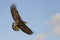 Bald Eagle flying near Homer Alaska