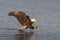 Bald eagle flying near water preparing to catch fish in Alaska