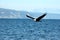 Bald Eagle flying over bay in Homer Alaska