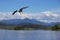 Bald eagle flying over Pacific Ocean near Prince Rupert, Canada