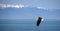 Bald eagle flying over West Beach in Deception Pass park