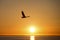 Bald Eagle flying at sunset , Homer Alaska