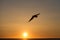 Bald Eagle flying at sunset , Homer Alaska