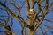 Bald Eagle in Forked Bare Winter Tree