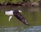 Bald Eagle with Fresh Fish