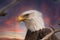 Bald Eagle in front of a dramatic sky