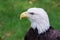 Bald Eagle Gaze