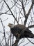 Bald eagle gets ready to fly away in FingerLakes