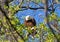 Bald Eagle giving the stare down