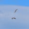 Bald eagle gliding in the air