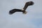 Bald eagle gliding in the air