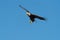 Bald eagle gliding and hunting in the sky