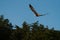 Bald eagle gliding and hunting in the sky