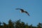 Bald eagle gliding and hunting in the sky