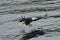 Bald eagle gliding over the sea in search of food